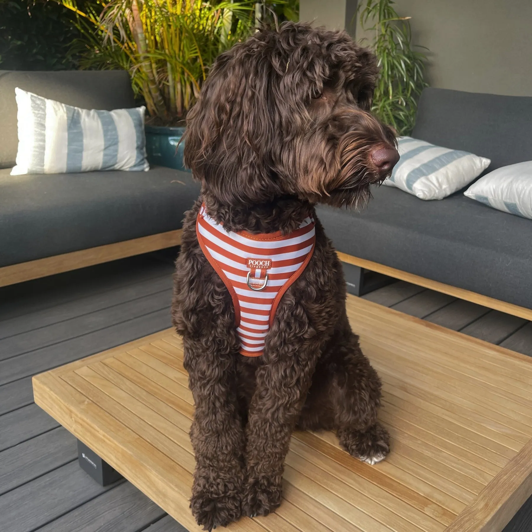 Carnival Stripe - Caramel Adjustable Harness