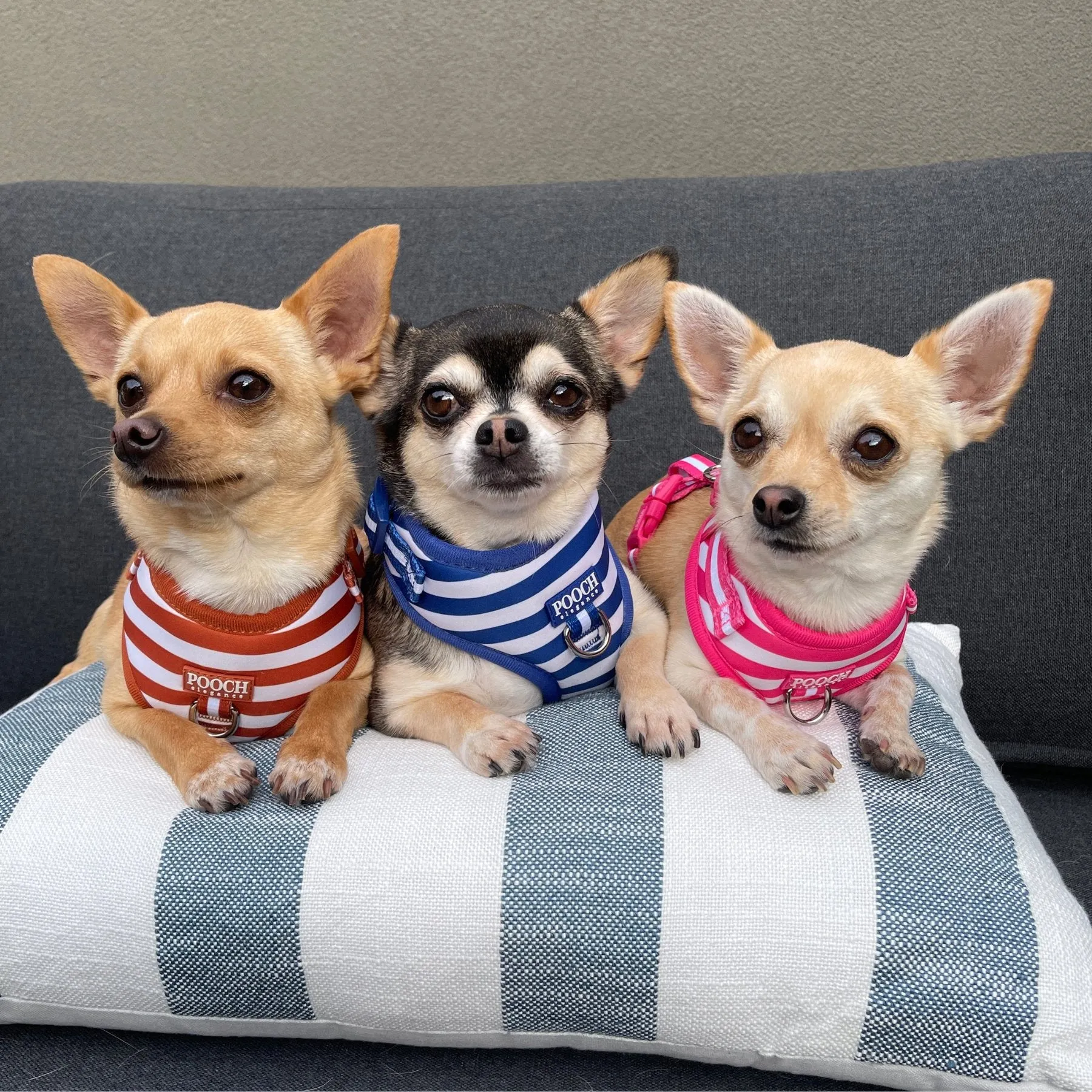 Carnival Stripe - Caramel Adjustable Harness