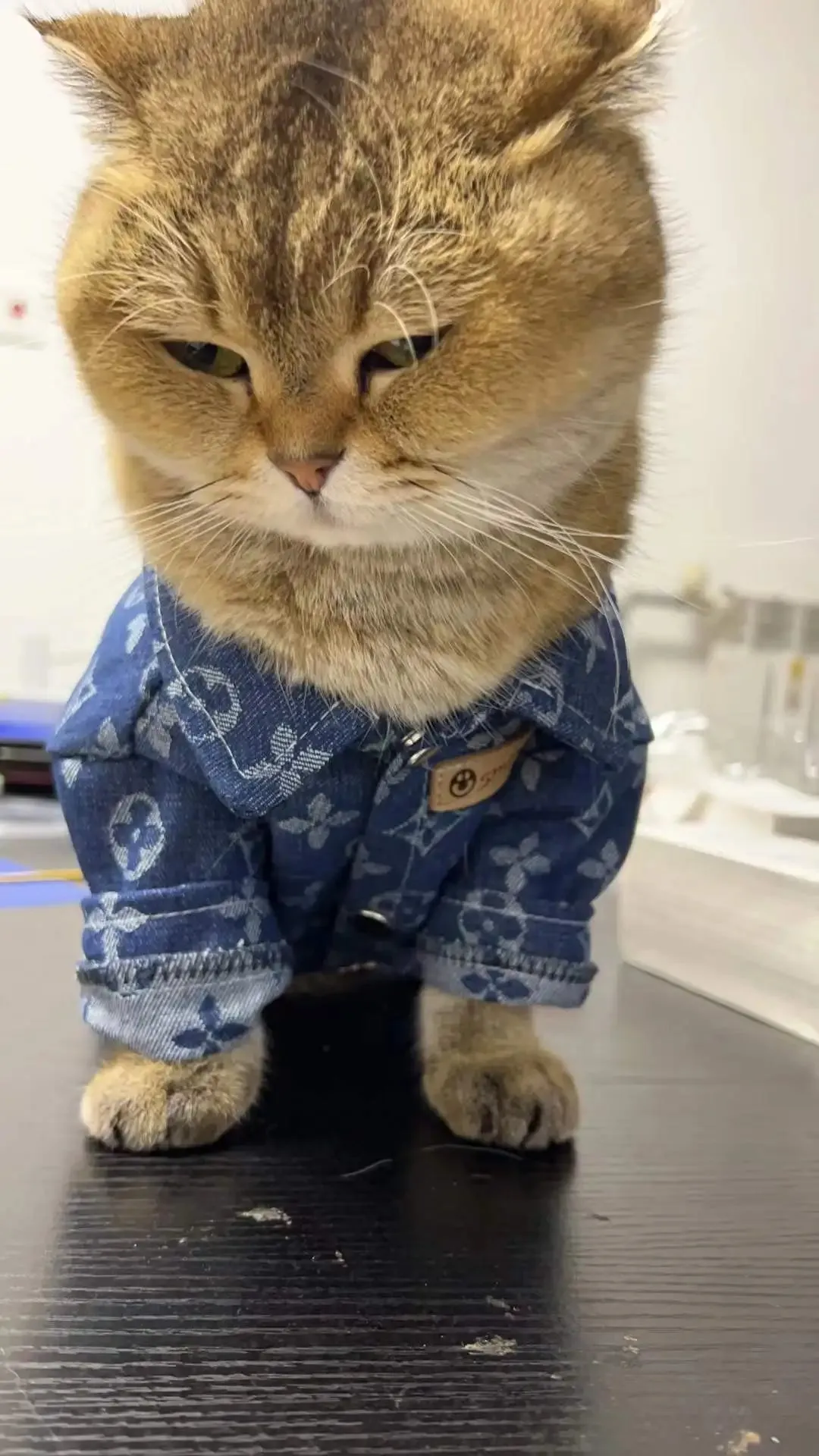 Cool Pet Denim Shirt Teddy Bichon Pomeranian Wearable Dog Clothes Spring and Autumn Pet Clothing for Small and Medium-sized Dogs Link