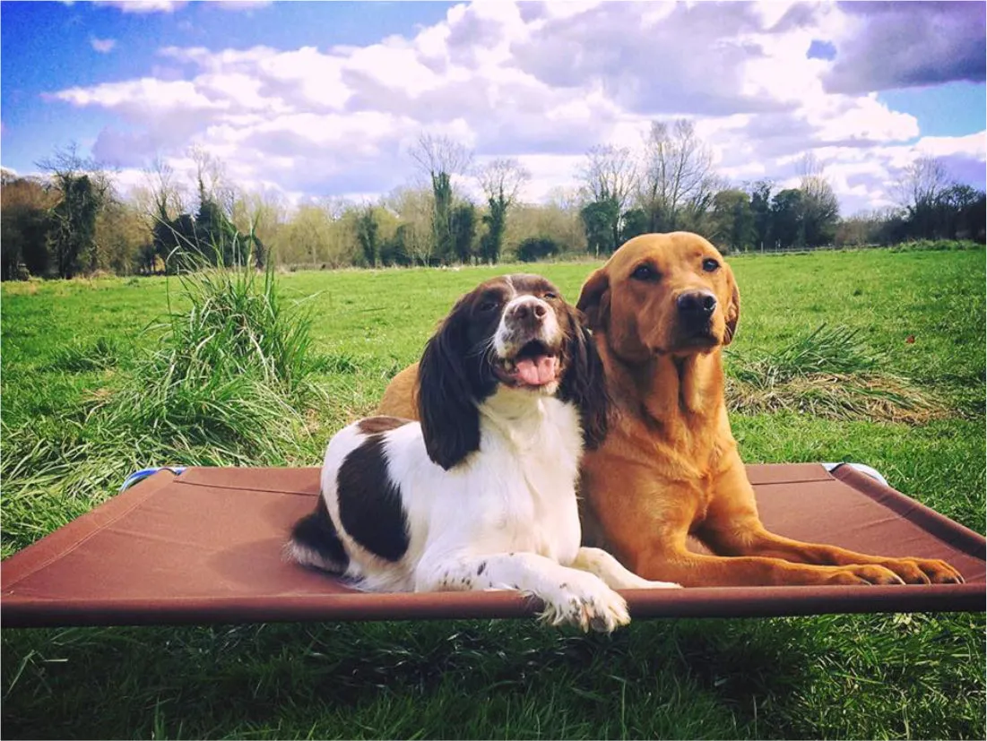Extra Large Raised Dog Beds