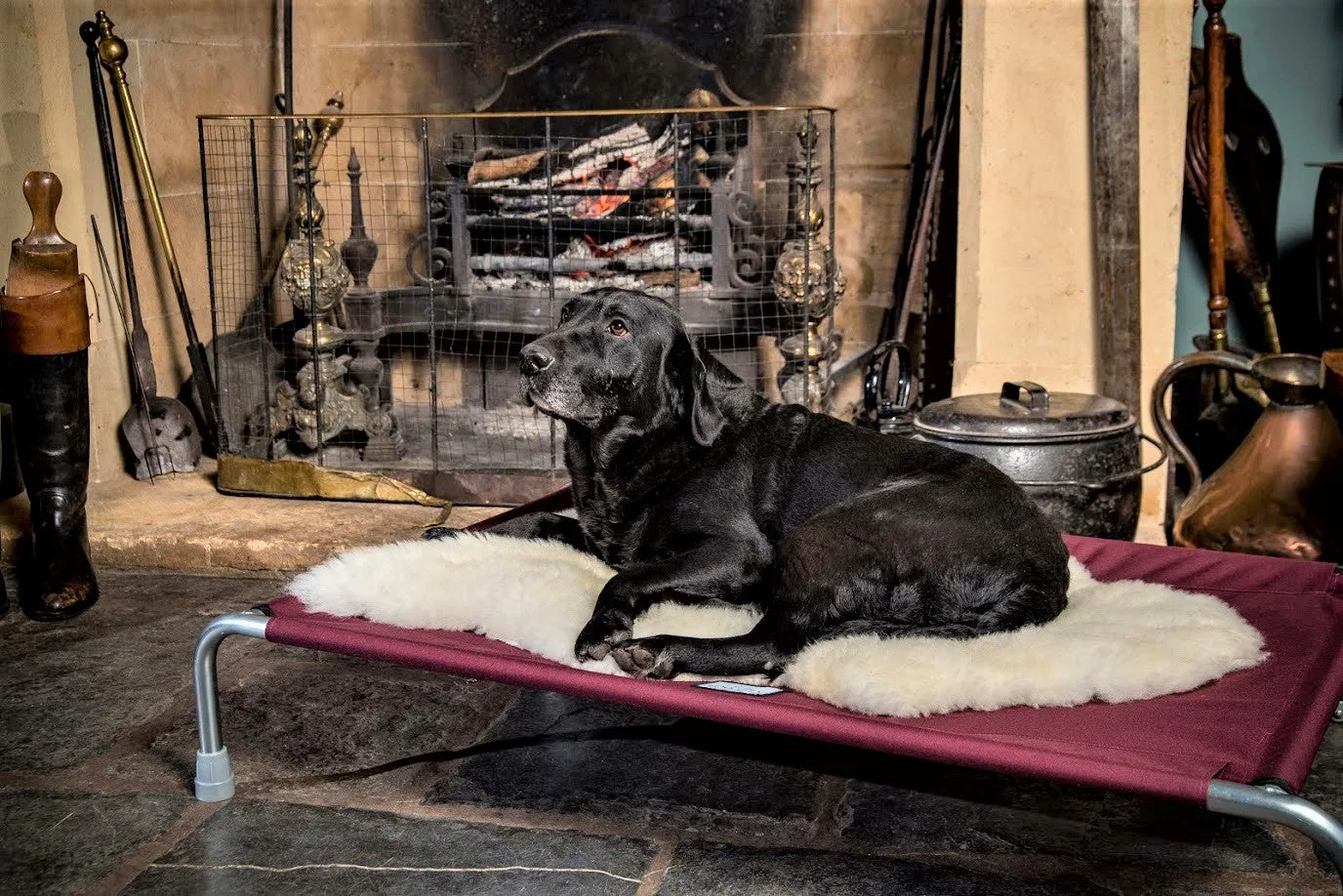 Extra Large Raised Dog Beds