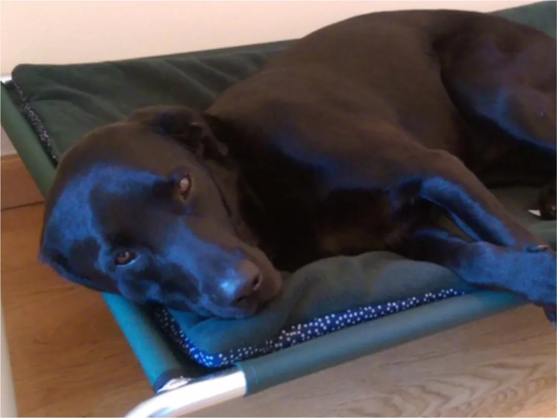 Extra Large Raised Dog Beds