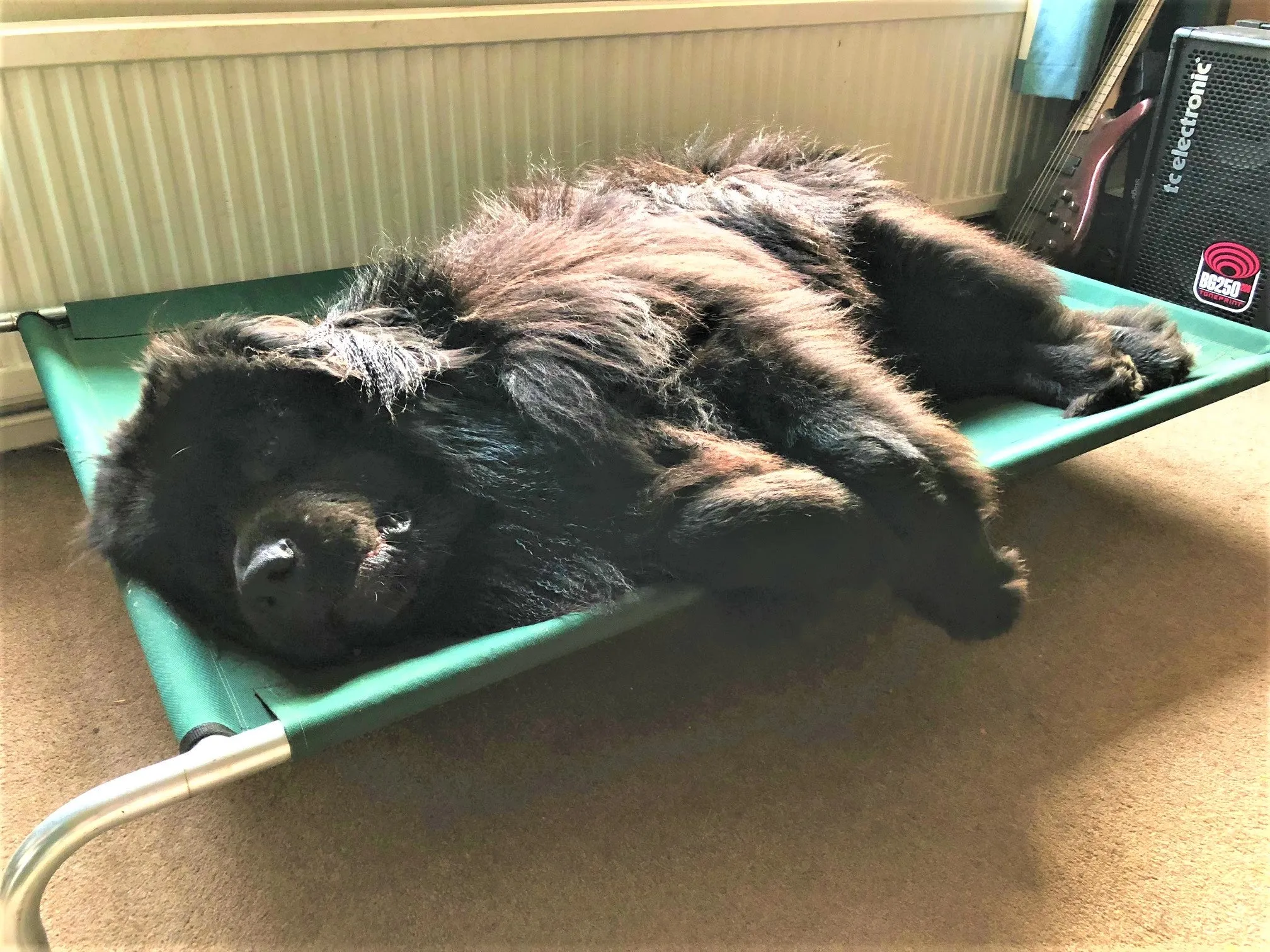 Extra Large Raised Dog Beds