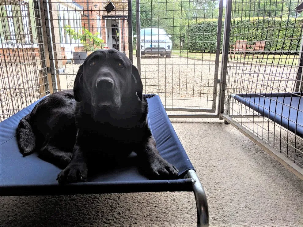 Extra Large Raised Dog Beds
