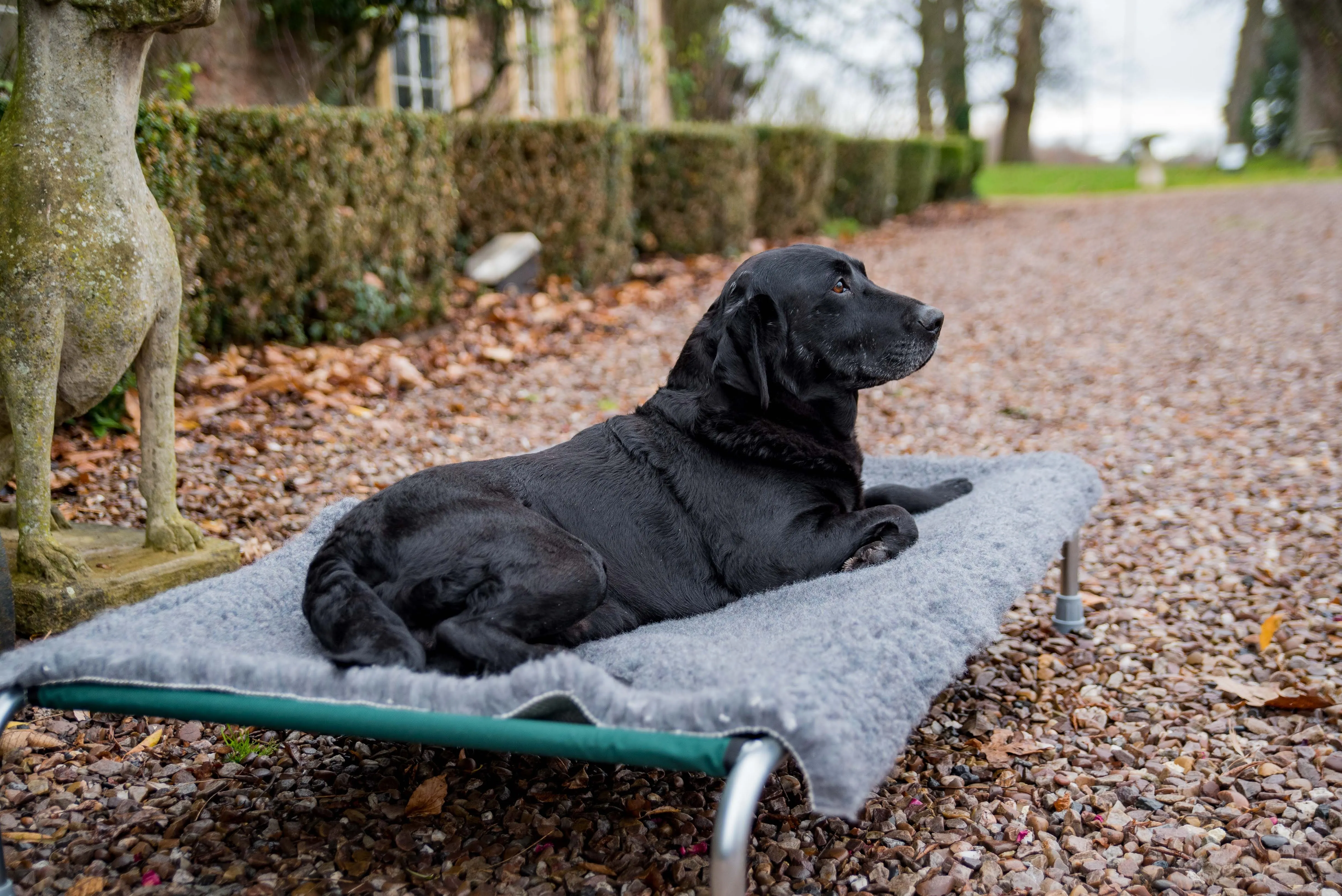Extra Large Raised Dog Beds