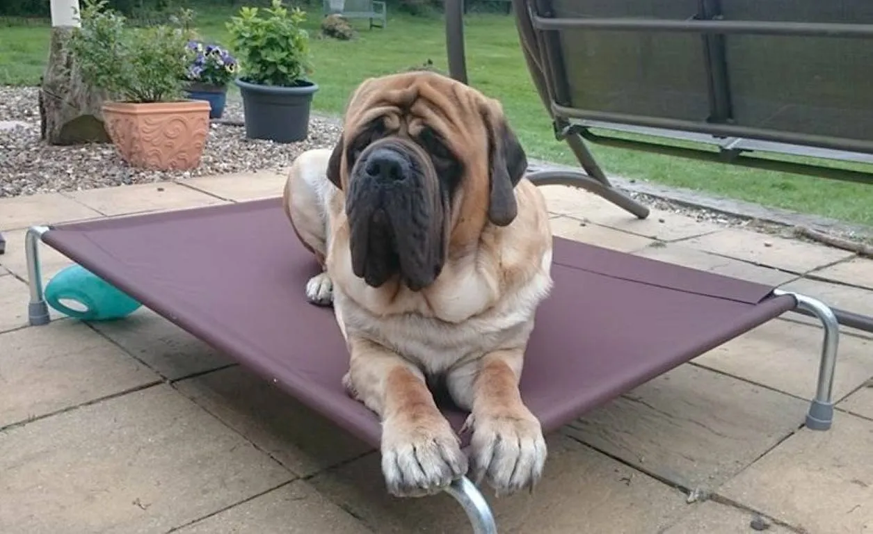 Extra Large Raised Dog Beds