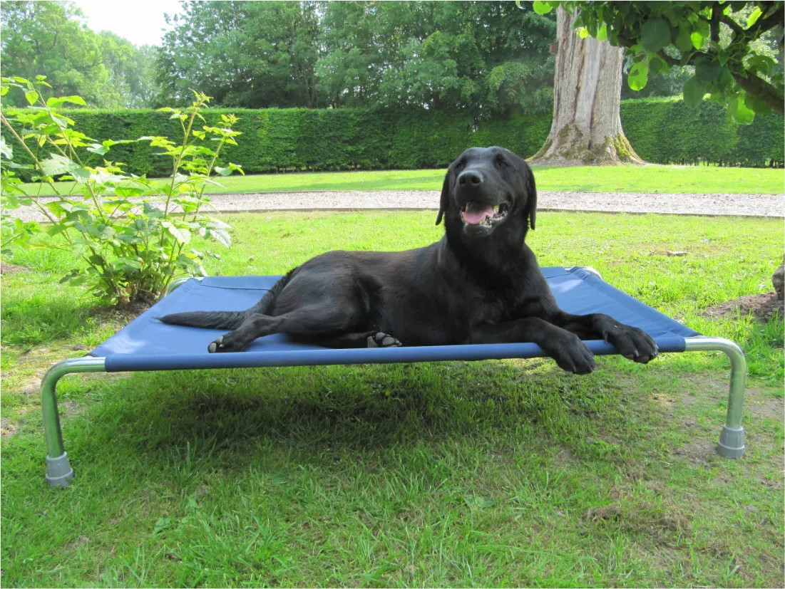 Extra Large Raised Dog Beds