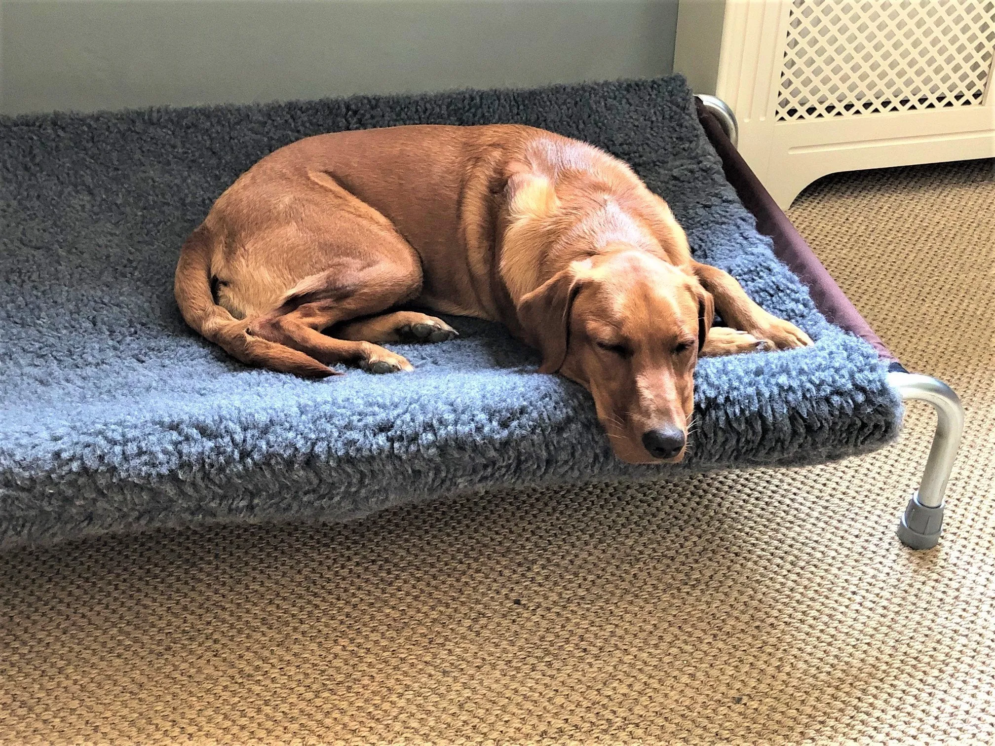 Extra Large Raised Dog Beds