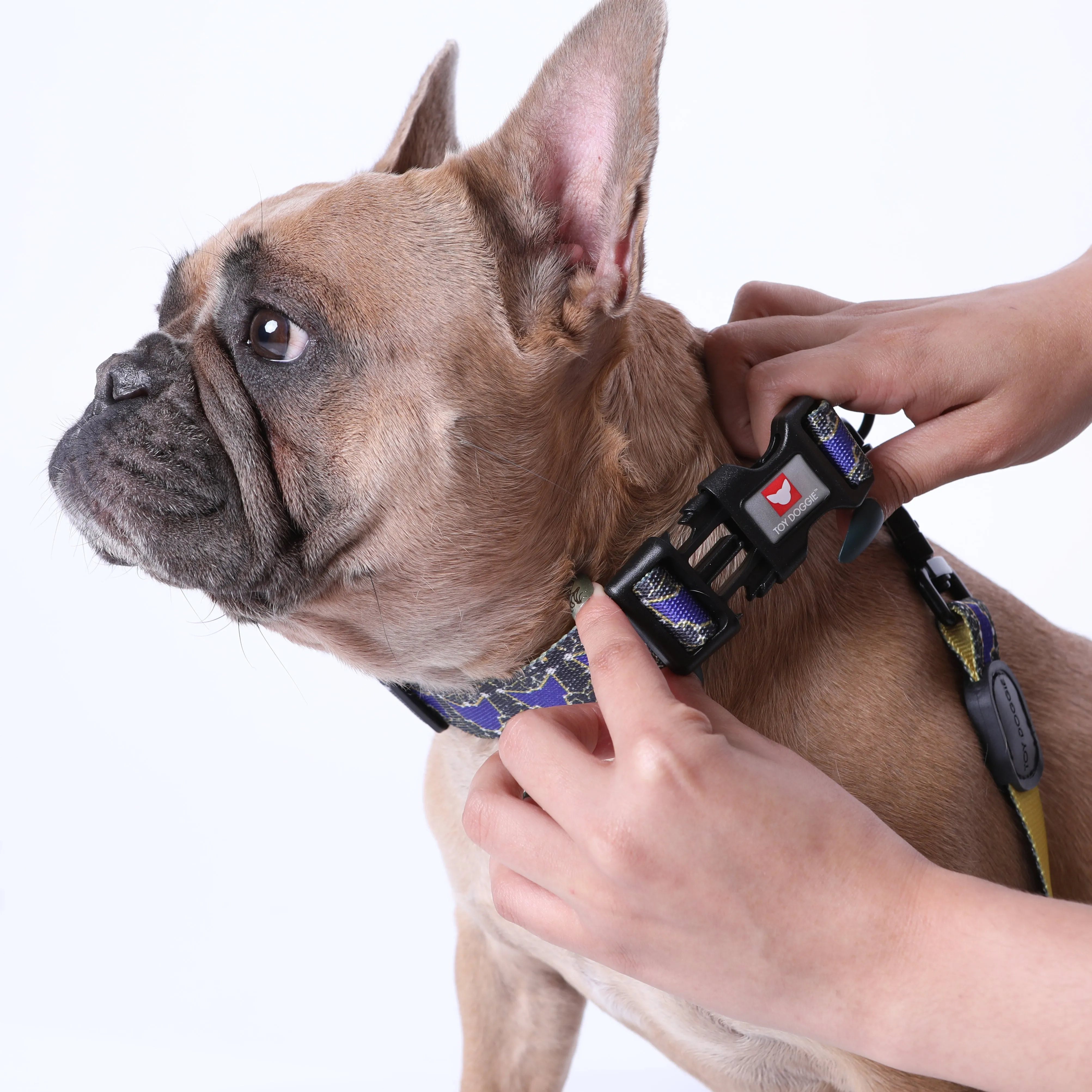 Universal Pawtelations Premium Dog Collar